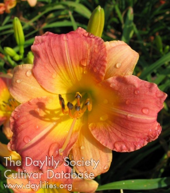 Daylily Prairie Blossoms